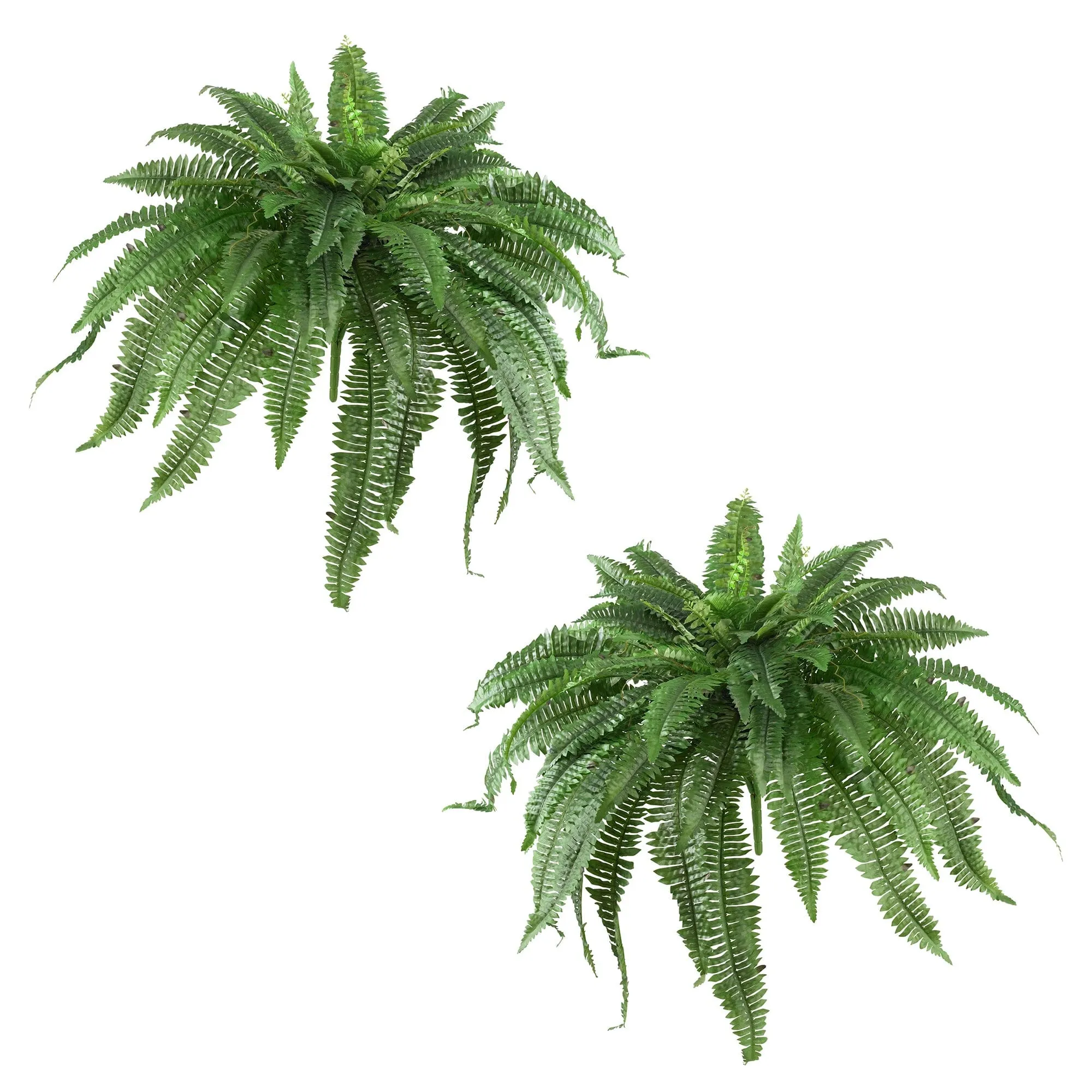 48” Boston Fern (Set of 2)