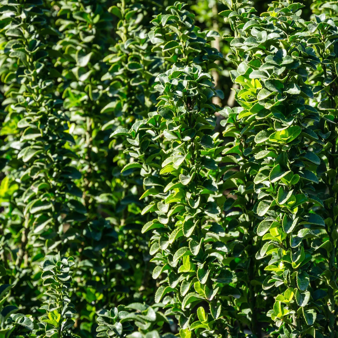 Green Spire Euonymus