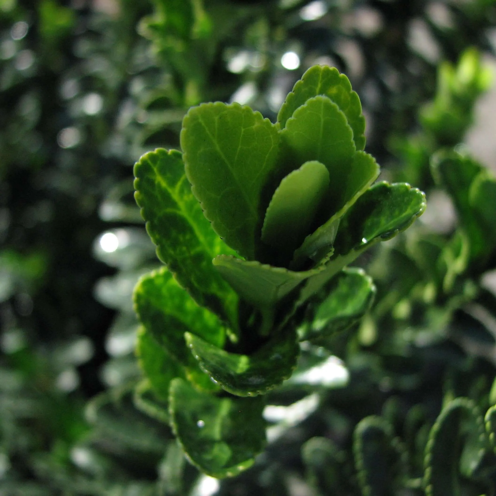 Green Spire Euonymus