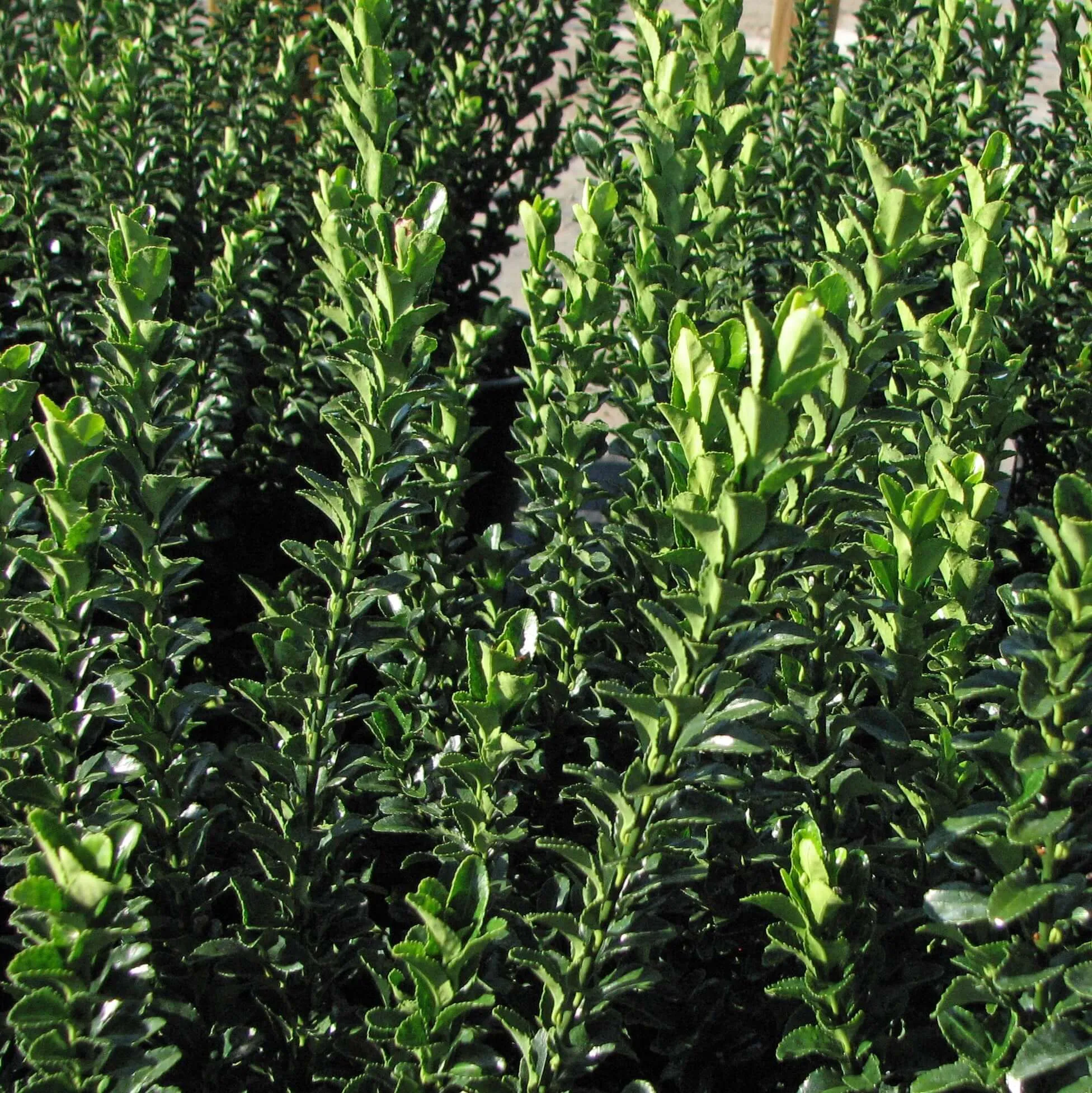 Green Spire Euonymus