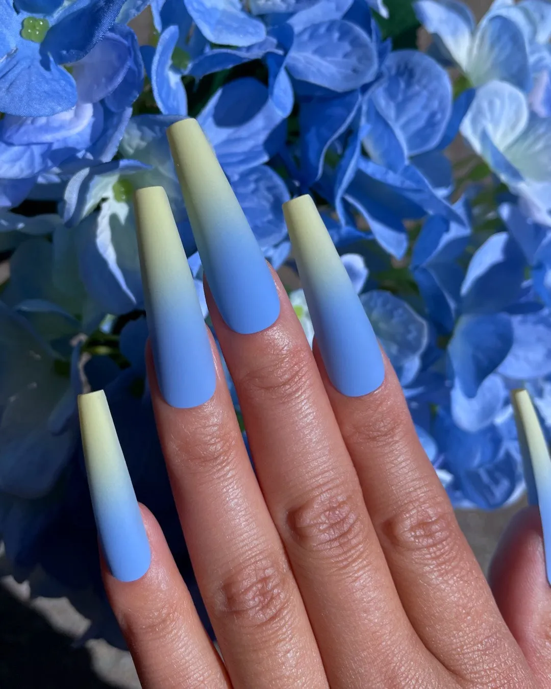 Hydrangea Blue