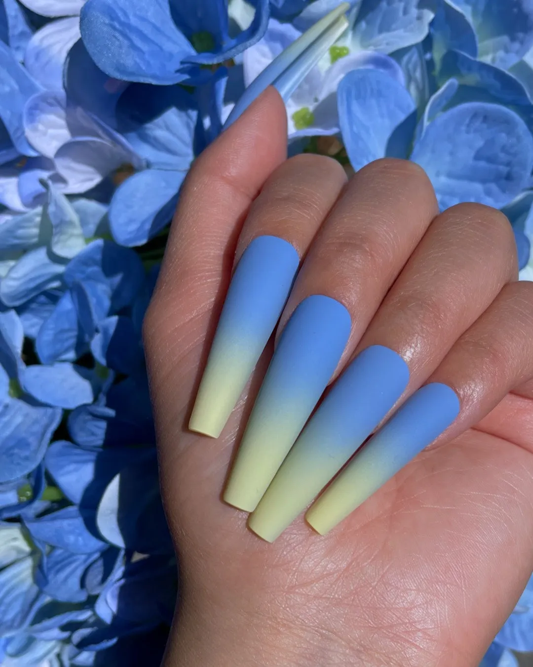 Hydrangea Blue